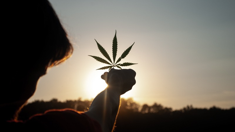 image of a person holding marijuana leaf