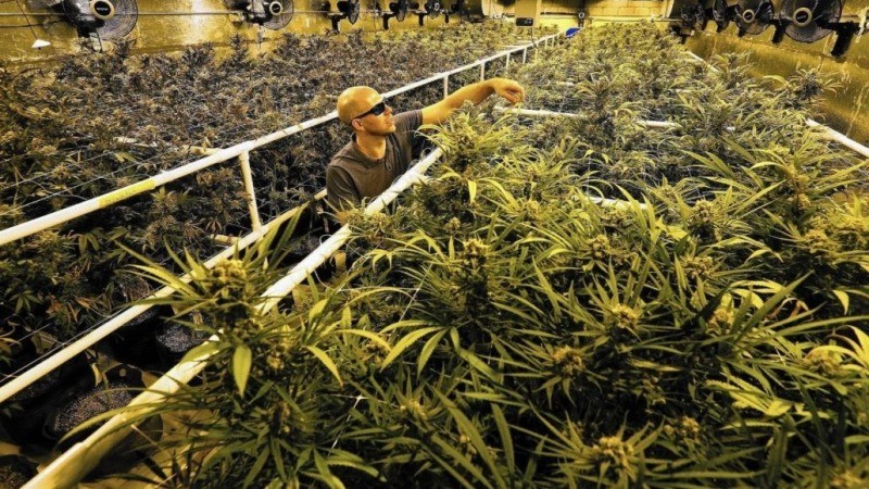 Man tending for a commercial hemp farm