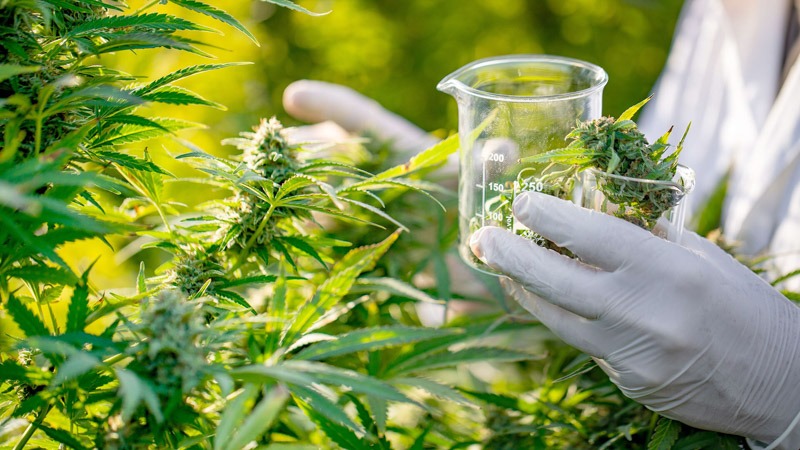 A Researcher Holding Beaker Taking Cannabis Bus from the Field