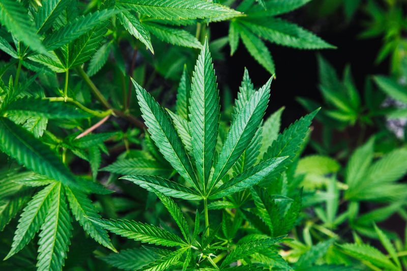 Image of marijuana leaf