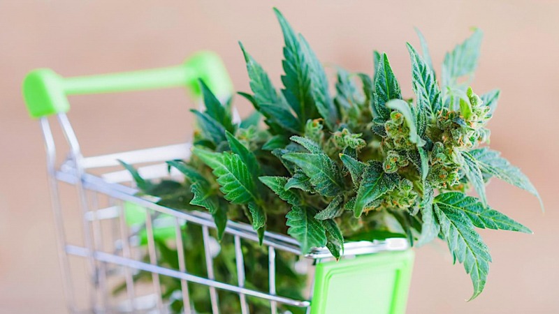 A shopping cart carrying a cannabis bud on top