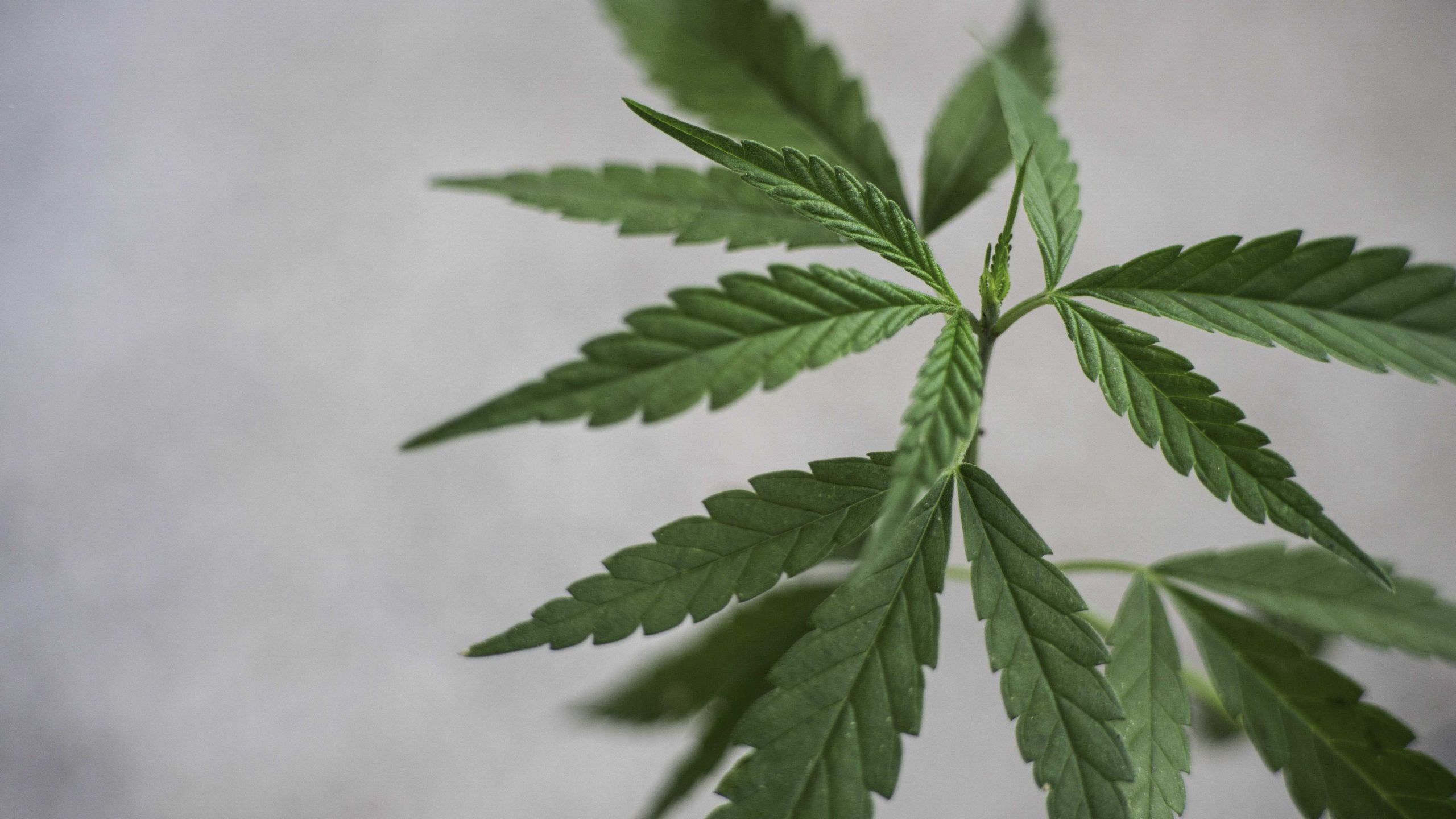 hemp leaves on a branch in grey background