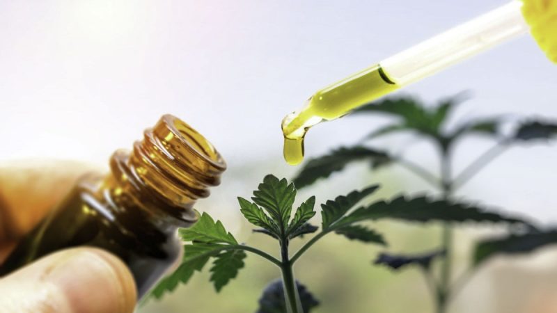 close up image of a cbd dropper and bottle with a hemp plant from behind