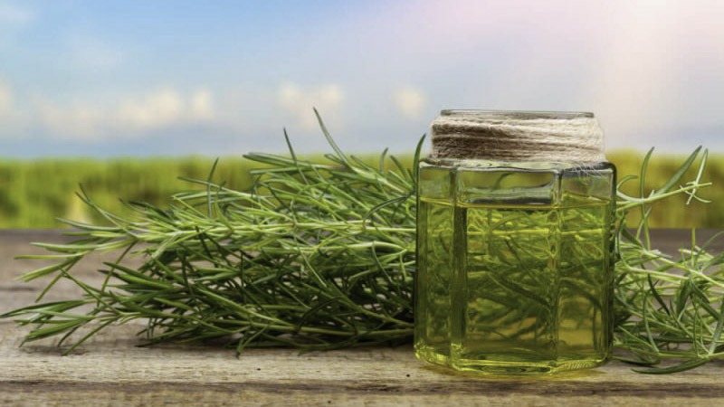 A hemp oil glass jar in a middle of a hemp field