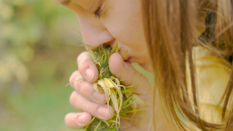 a women smelling hemp flower in the middle of hemp farm