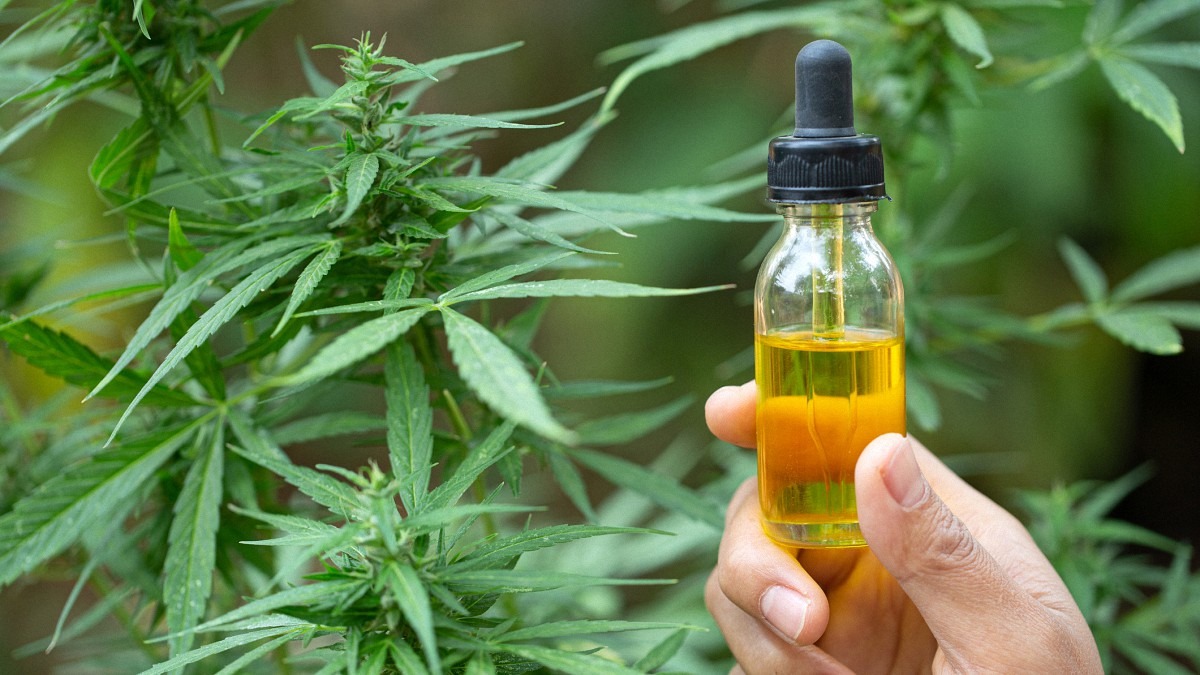 a hand holding cbd oil bottle with hemp plant in the background