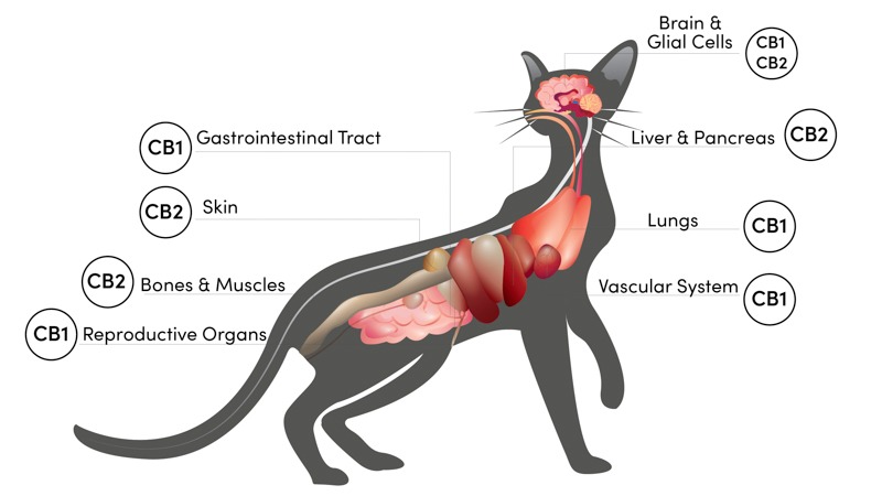 cannabinoid receptors in cat illustration on white background