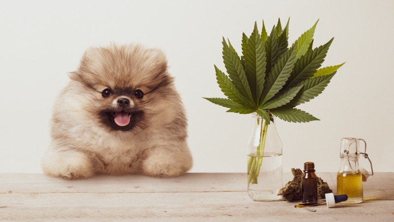 smiling pomeranian puppy dog and hemp leaves, flower bud and CBD oil in glass dropper bottle, on wooden table