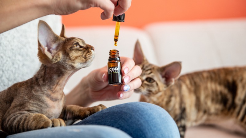 Female Pet Owner Giving Her Cat CBD Oil Drops as Alternative Therapy