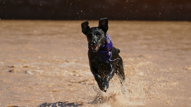 a hyperactive dog running on a river