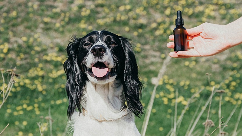 CBD Oil Handed to Dog Sitting in the Park
