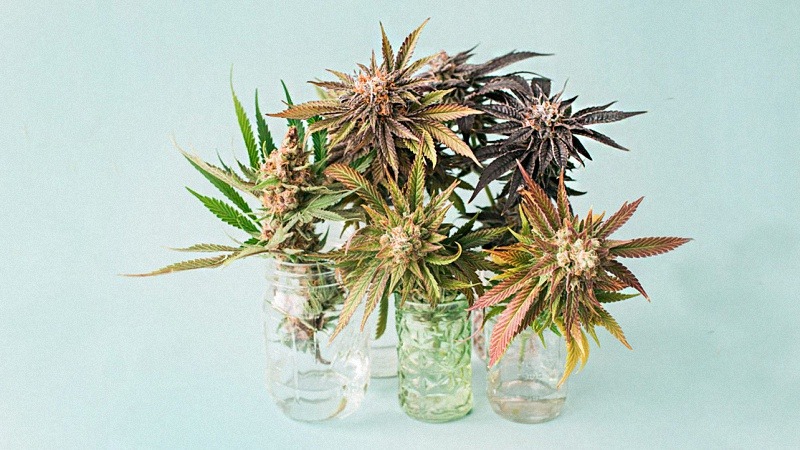 Hemp Flowers Placed in Glass Bottles in Pastel Blue Background