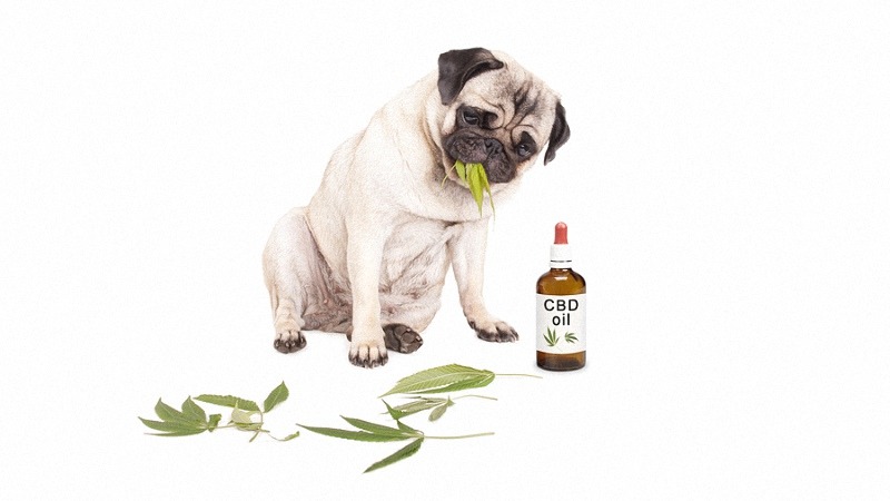 CBD Oil with Dog eating Hemp Leaves