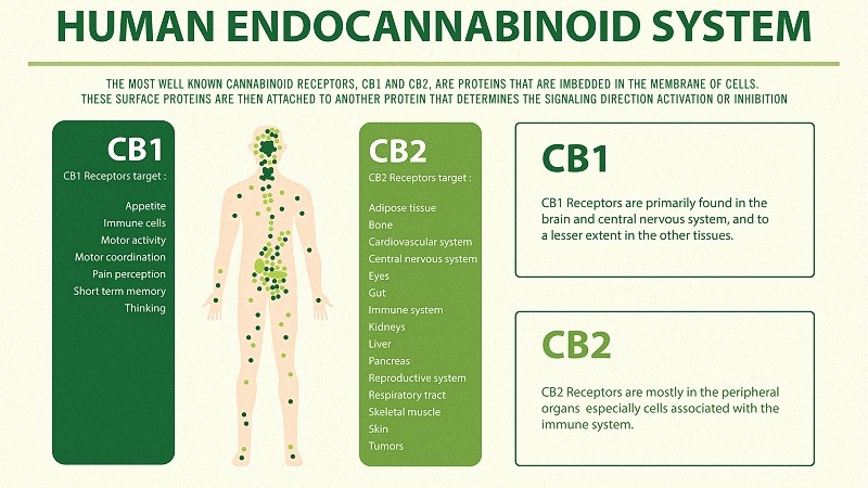 Human Endocannabinoid System