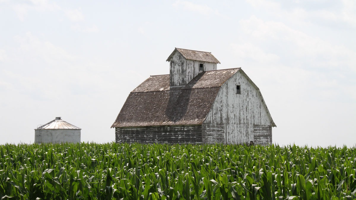 A barn in the corn field