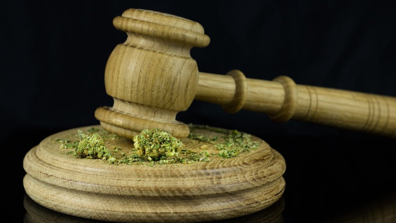 Judge Gavel with Hemp Flower on the Base in Black Background