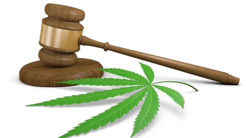 judge gavel with hemp leaf beside in white background