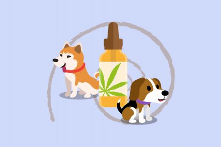 Best CBD Oil for Dogs: Top 3 Products in 2022