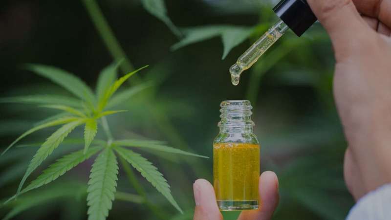 Hands Holding CBD Oil Bottle and Dropper Near the Hemp Plant