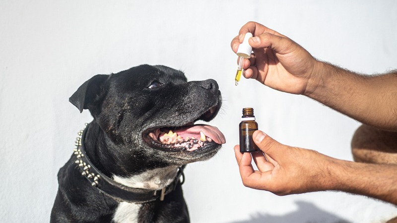 Dog owner giving CBD Oil to a Black Dog