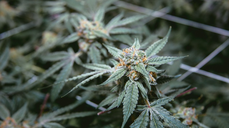 medical marijuana growing indoor