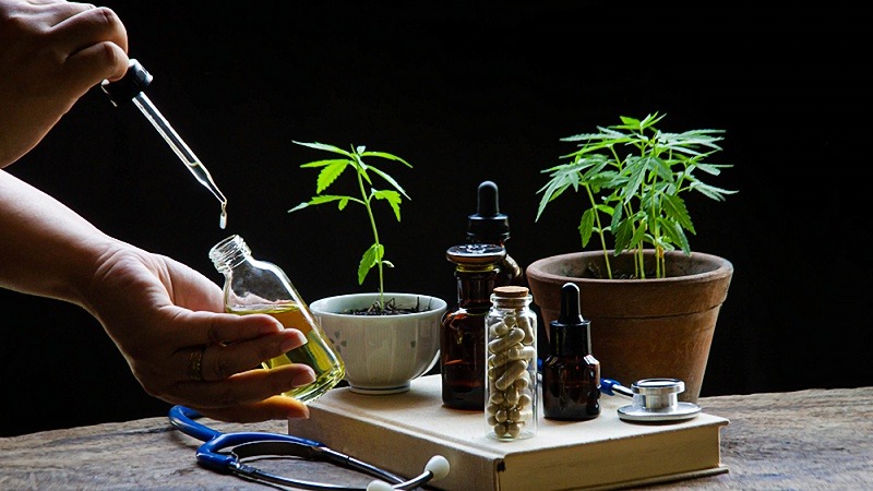 doctor taking CBD oil with capsules, tinctures and cannabis plants on the table