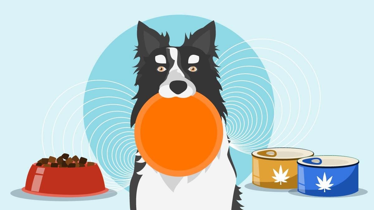 Illustration for Best CBD Dog Food Treats