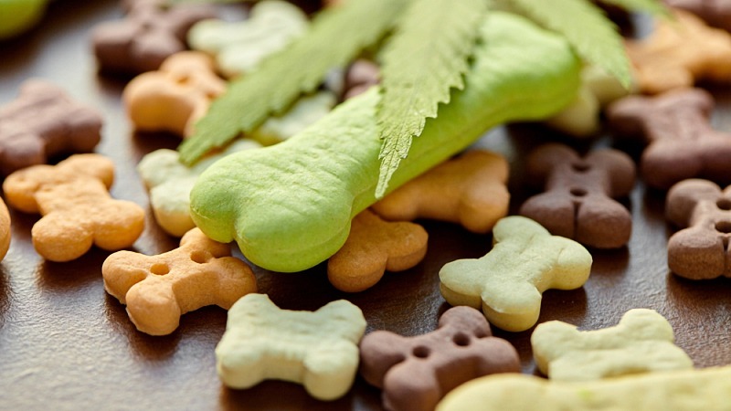 CBD dog treats scattered with hemp leaf on top