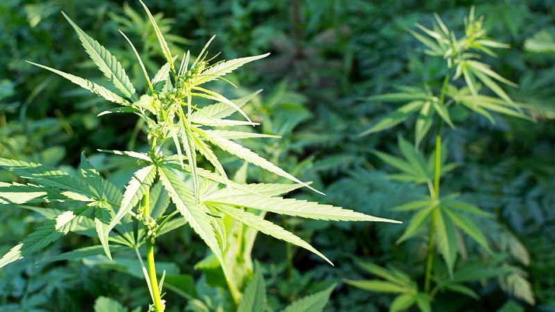 image of hemp plant